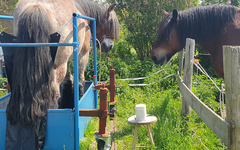 Paardenbehandeling-advies.jpg