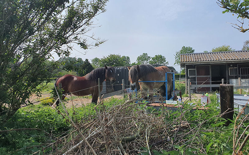 leefomgeving-paard-laten-reinigen.jpg