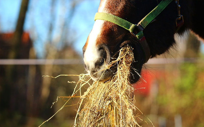 natuurlijke-voeding-paard.jpg